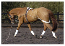 Horse Lunging
